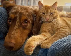 Pets are family too.